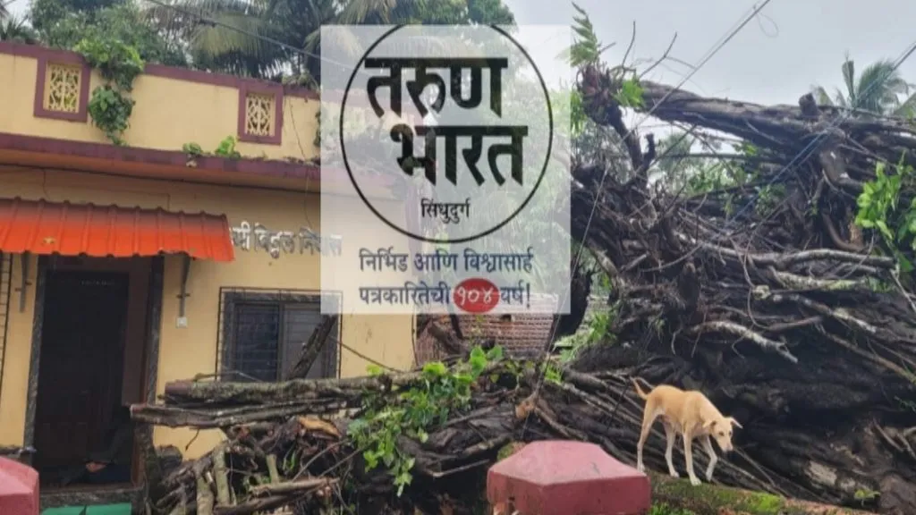 चौके येथे घरांवर जीर्ण वटवृक्ष कोसळून लाखोंचे नुकसान