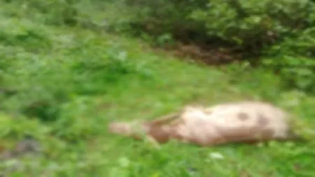 पट्टेरी वाघाच्या हल्ल्यात गाय ठार