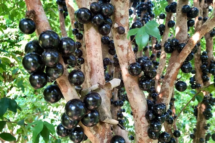 Fruits grow on the trunk of a tree.