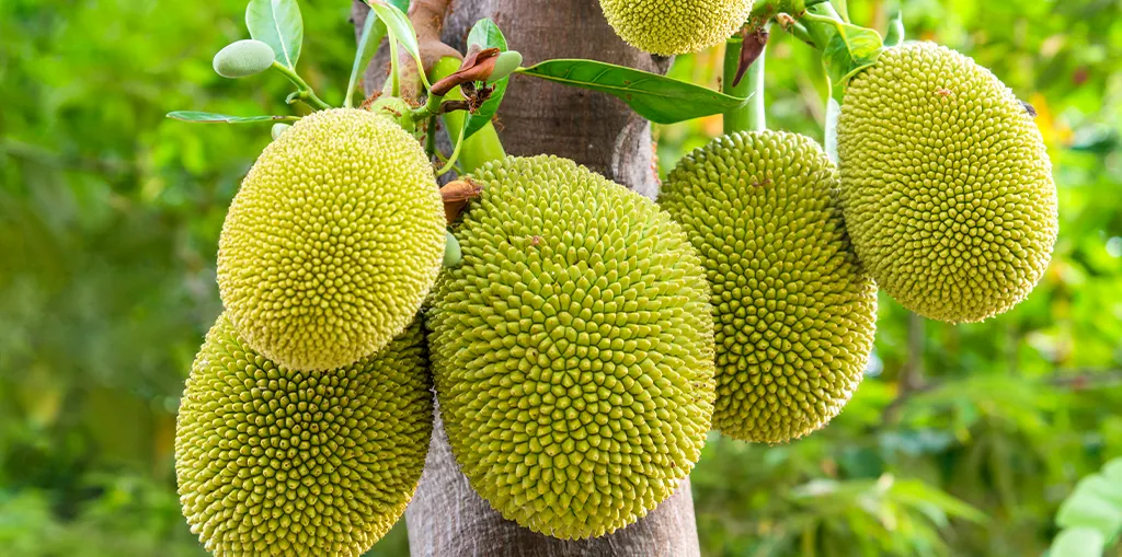 गोड फणसाच्या संशोधन केंद्राची वाट ‘काटेरी’ The path of the sweet jackfruit research center is 'thorny'