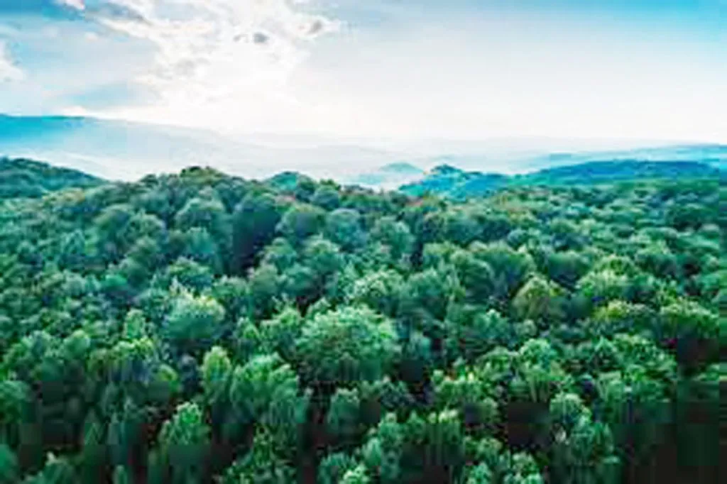 Tree cover in the Northern Hemisphere to increase by 2100