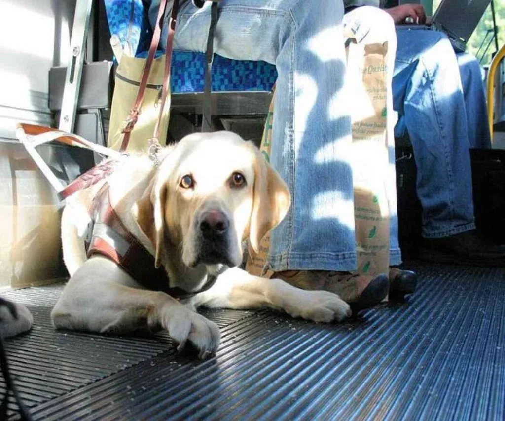 सरकारी बसमधून पाळीव प्राण्यांच्या प्रवासास मुभा Pets allowed to travel on government buses