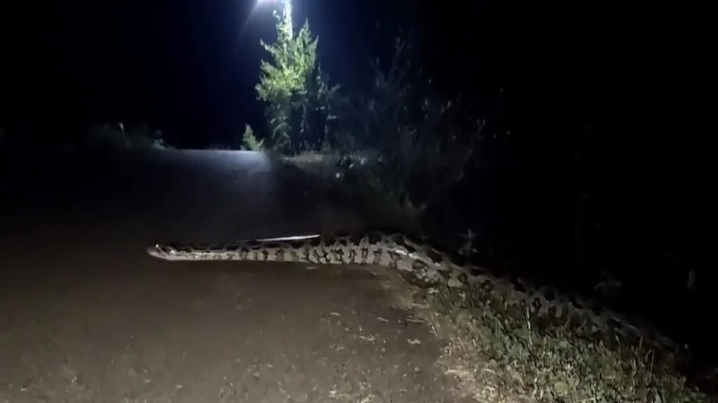 पेंडूर गावात महाकाय अजगराचे दर्शन