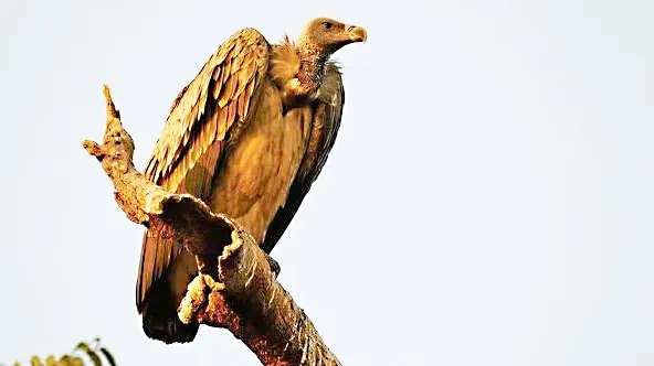 Conservation and protection of vultures