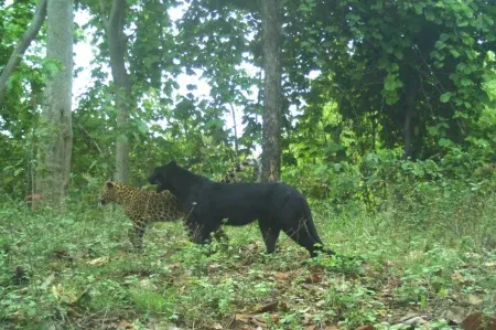 Forest of Ratnagiri 4 male tigers ,6 black panthers detected through CCTV cameras. marathi news