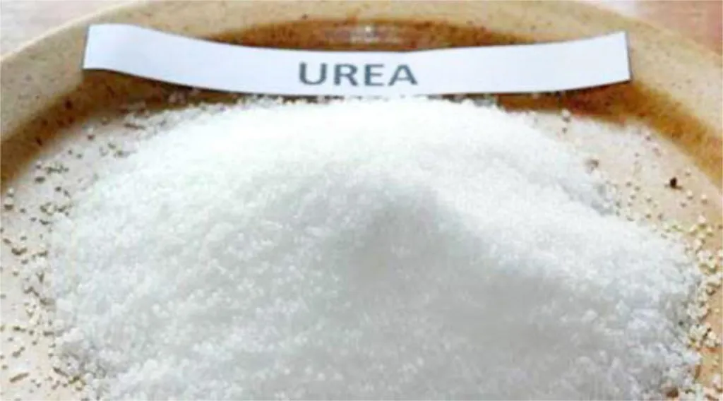 युरियाच्या कमतरतेमुळे शेतकरी हवालदिल Farmers are worried due to urea shortage