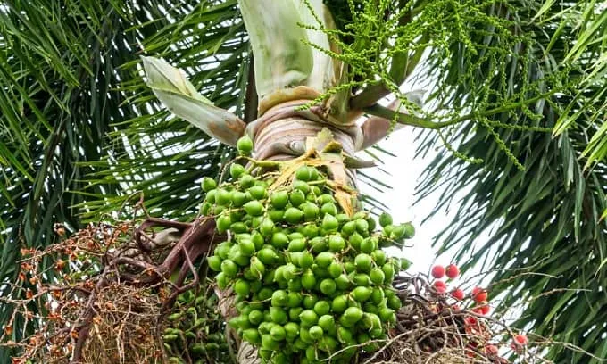 'Supari' should be promoted on the lines of Gujarat