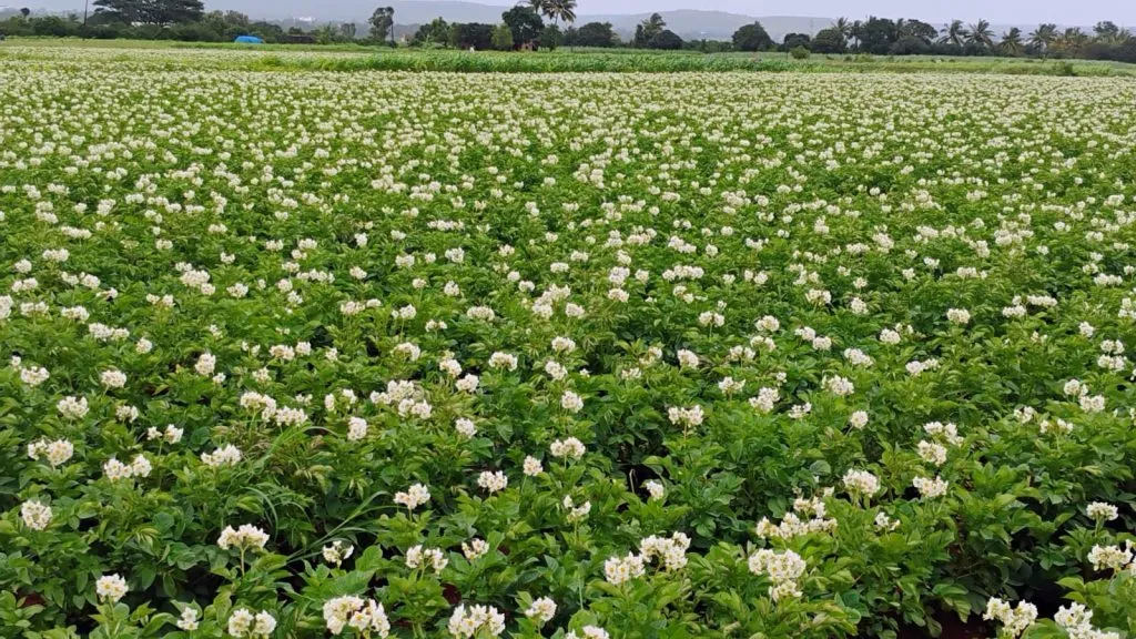 Drizzling rains cause blight disease in potato crops
