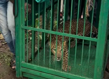 Ashwini bravely trapped the leopard
