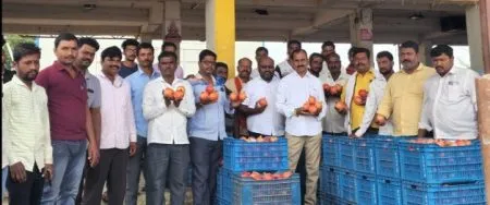 Record prices for pomegranates: Farmers celebrate