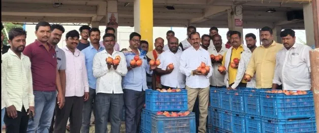 Record prices for pomegranates: Farmers celebrate