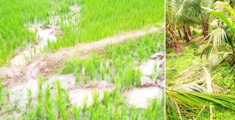 घोसेत हत्तीकडून भात-नारळ पिकाचे नुकसान Elephants cause damage to rice and coconut crops in Ghoset