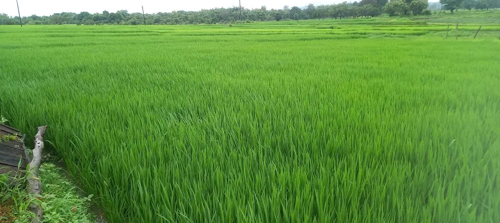 Rain intensity increased in Jamboti-Olmani area