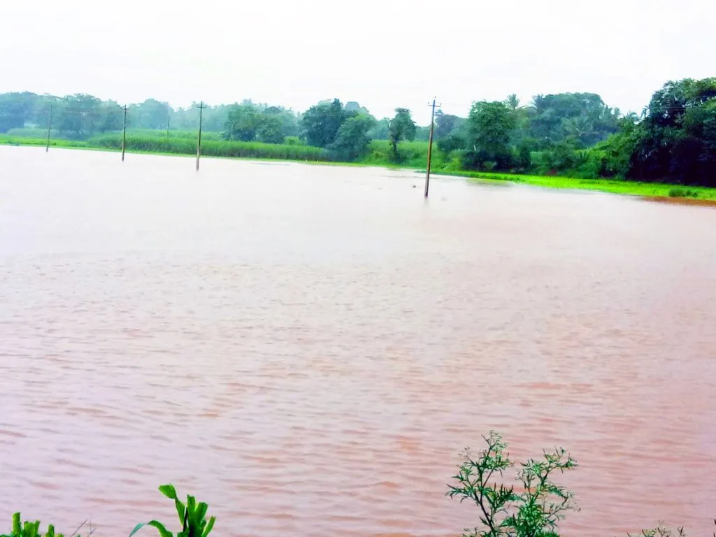 Outside the Markandeya riverbed: Crops under water