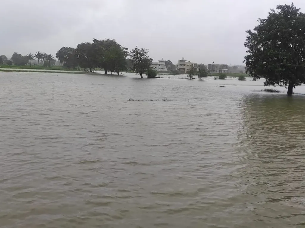 Farmland in Ballari Nala area submerged in flood water for the second time