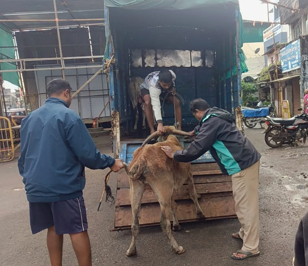 Municipal Corporation launches campaign to catch stray animals