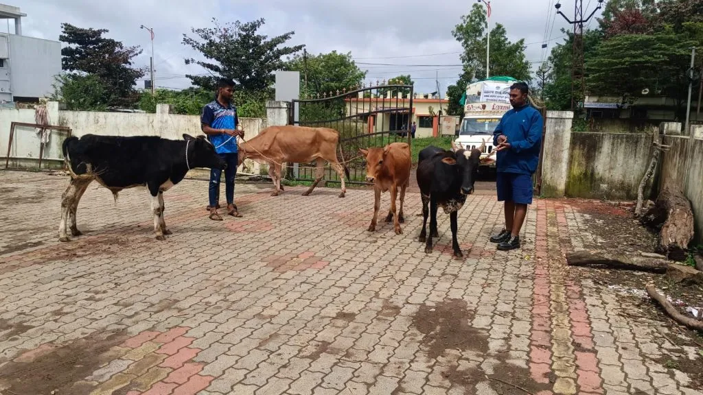 चार मोकाट जनावरे सोमवारी पकडली Four stray animals caught on Monday