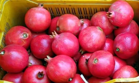 775 Tons of Pomegranates Arrived in Just Three Days
