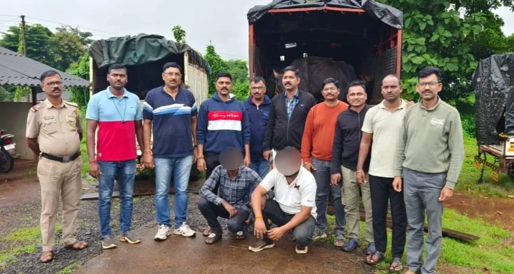 Illegal transportation of cattle, three arrested