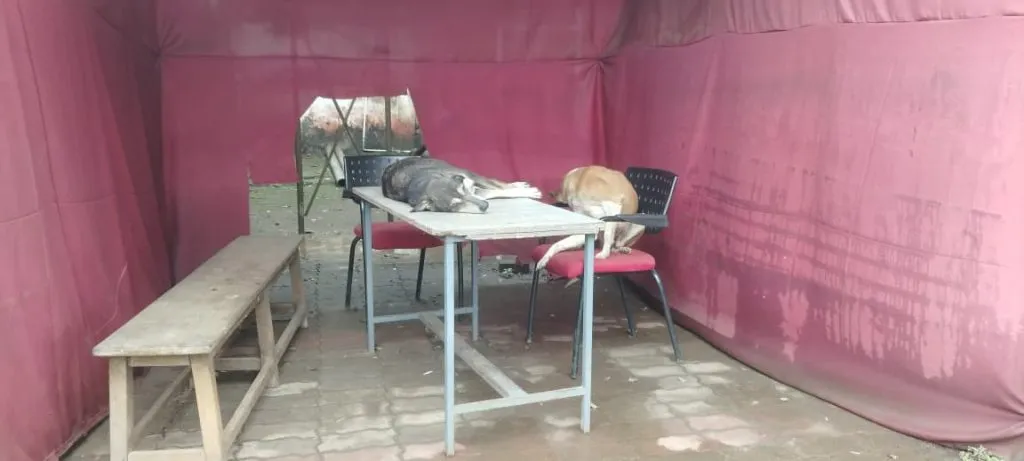 Dog nuisance in the Collectorate premises: Demand for control