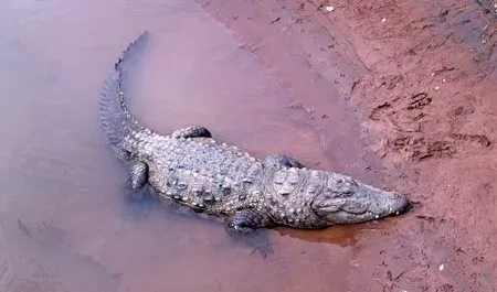 Crocodile sighted again near Preetisangam