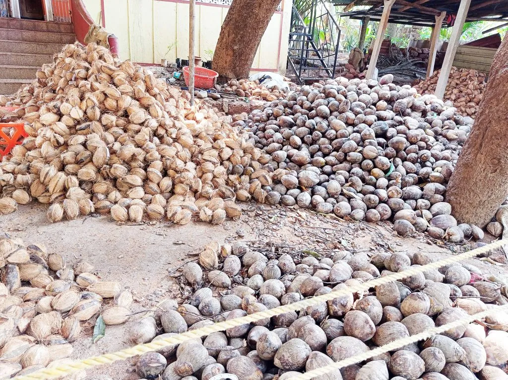 Coconut prices hit record high amid inflation during Ain Chaturthi