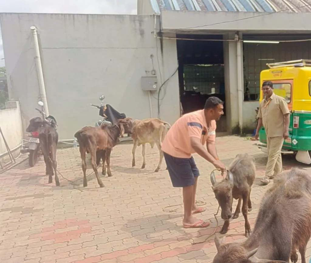 Municipal Corporation intensifies campaign to catch stray animals