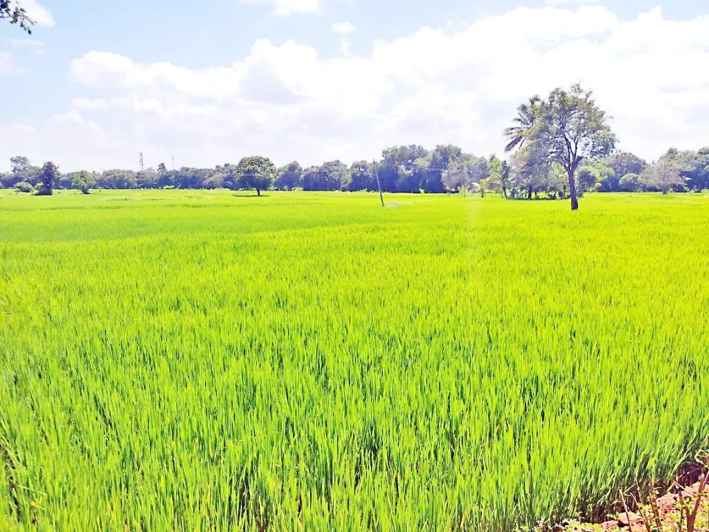 Rice crop infected with blight disease in Gunji area