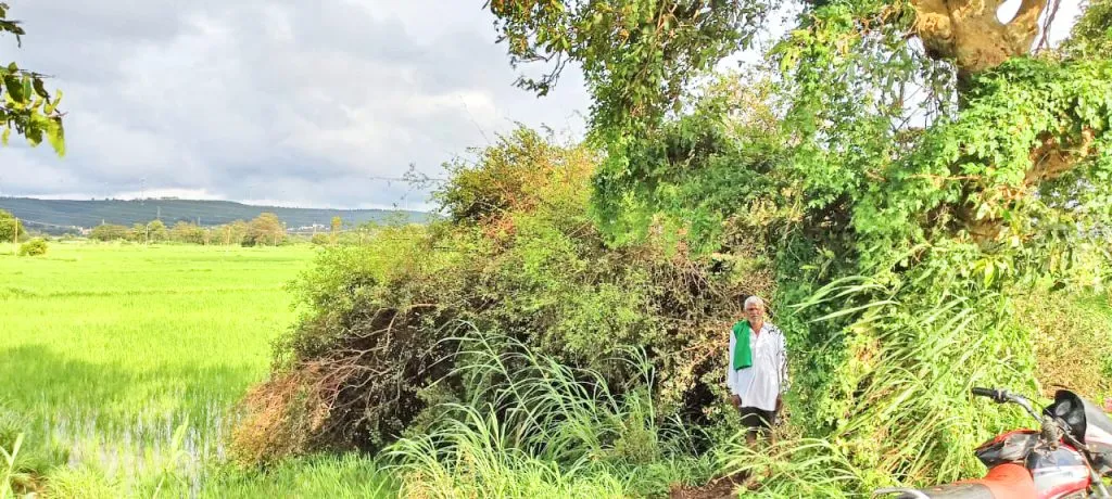 Rice crop damaged due to tree fall in Honga
