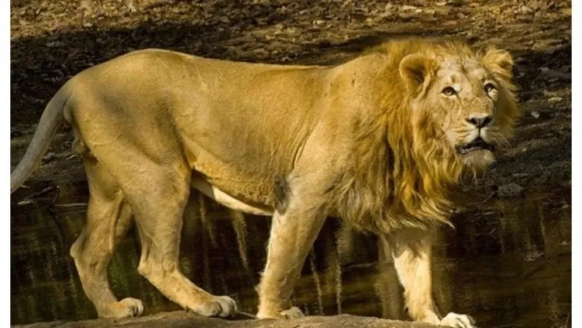 The number of Asiatic lions in the country has increased.