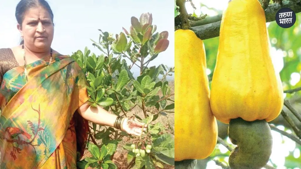 arge amount vermicompost and small amount chemical fertilizers