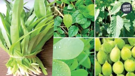 1400 to 1500 hectares adjacent foothills Sahyadri range is covered