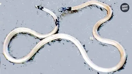 proven that the number of venomous snake species found in Atpadi