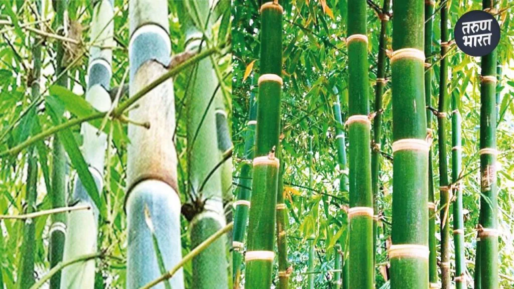 establishing Hiranyakeshi Bamboo Village Farmers Group Peranoli