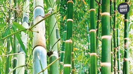 establishing Hiranyakeshi Bamboo Village Farmers Group Peranoli