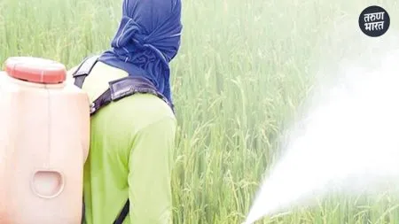 Farmers spray preferably evening Agriculture department advice