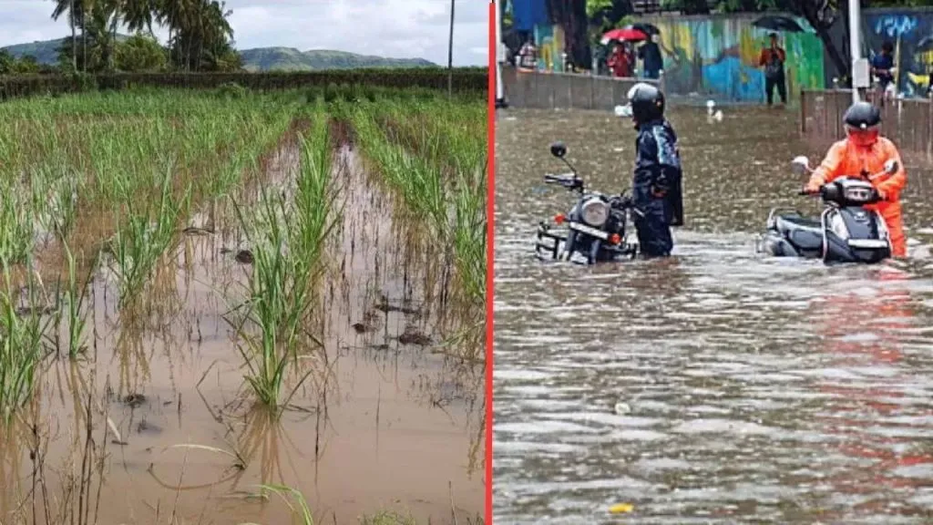 Agriculture Department Shashikant clash with Shinde wet drought