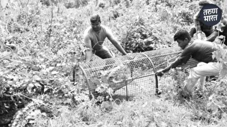 crocodile come flood waters of the Vashishthi River and trapped