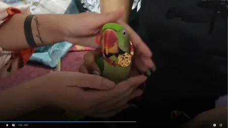 प्रत्येक वर्षी पोपटाला राखी Rakhi to the parrot every year