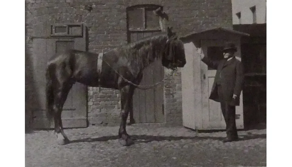 Commission for Inquiry into Horses