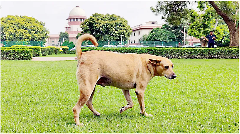 निर्बिजीकरणानंतर श्वानांना मुक्त करा! Free the dogs after neutering!