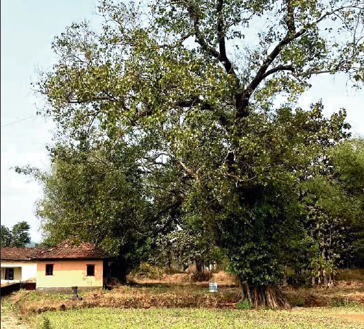 A witness to generations is now consigned to history