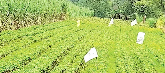 Farmers troubled by nuisance caused by birds