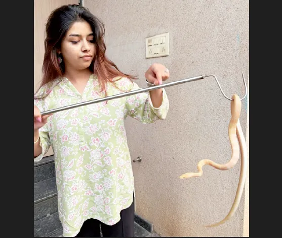 Rare albino 'hill viper' snake found in Godvali