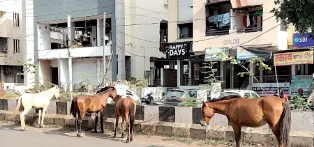 Stray animals creating a nuisance in Sangli