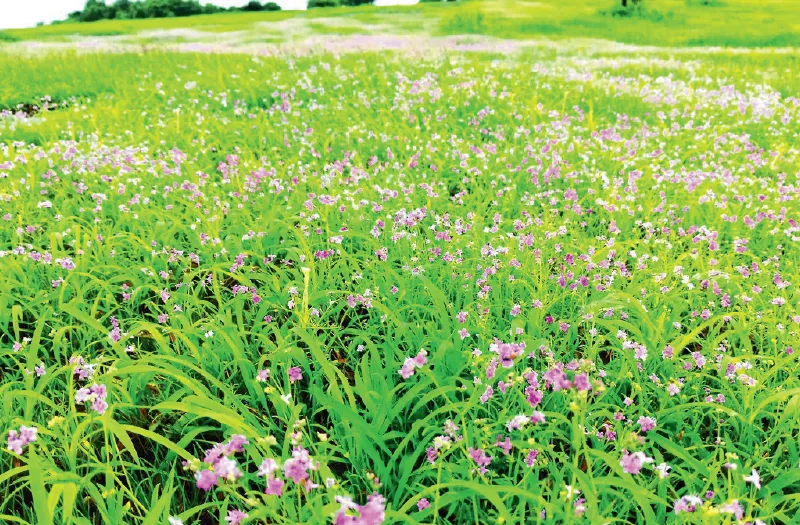 The rocky plateaus of Konkan are in full bloom with wildflowers