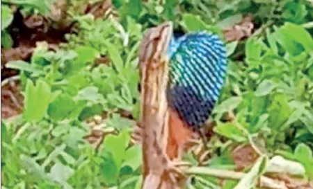 Rare colorful-throated lizard found in Turchi