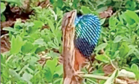 तुरचीत आढळला दुर्मिळ रंगीत गळ्याचा सरडा Rare colorful-throated lizard found in Turchi