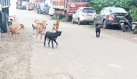 Committee formed to control stray dogs