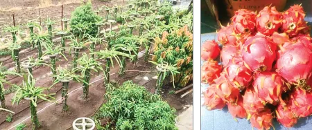 A dragon fruit orchard cultivated on low to medium quality land